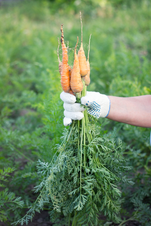 farmer holding fresh carrots, harvesting, farming conceptの写真素材