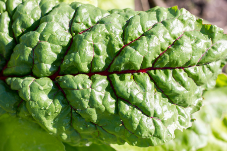 beautiful leaf of red beet, closeup