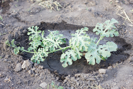 young watermelon bush, agriculture, watermelon holeの写真素材