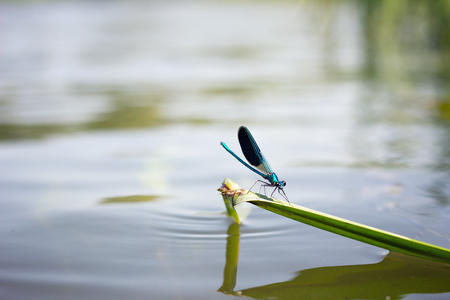 dragonfly over water, wildlife faunaの写真素材