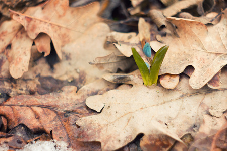 blue flower is the snowdrop.The first flowers of spring, spring saffron in the fluffy snow. close-up of blue flowers.Blue snowdrop hatch in the snow , and blooming flowers. Young sproutの写真素材
