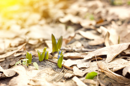 Blue snowdrops in the spring forest, the first flowers of spring, close-up, with soft sunlight