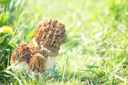 mushrooms in green grass.Three Mushrooms in the Grass close up at the Autumn day. Composition of three mushrooms. Blank for designersの写真素材