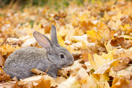 a grey rabbit in yellow leaves fall. Autumn landscape. grey fluffy rabbitの写真素材