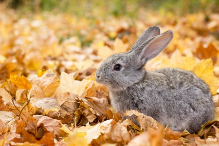 a grey rabbit in yellow leaves fall. Autumn landscape. grey fluffy rabbitの写真素材