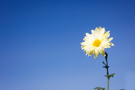 white flower on blue sky background , closeup , with space for inscription , spring flowerの写真素材
