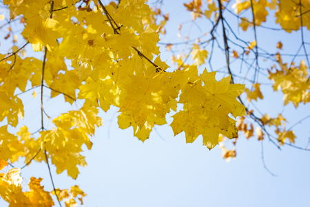 Maple leaves on the tree in autumn. Maple treeの写真素材