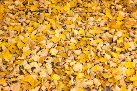 autumn yellow leaves in the Park, close - up, autumn backgroundの写真素材