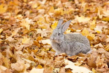a grey rabbit in yellow leaves fall. Autumn landscape. grey fluffy rabbitの写真素材