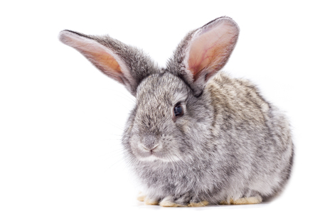grey rabbit isolate, beautiful decorative rabbit playing rabbitの写真素材