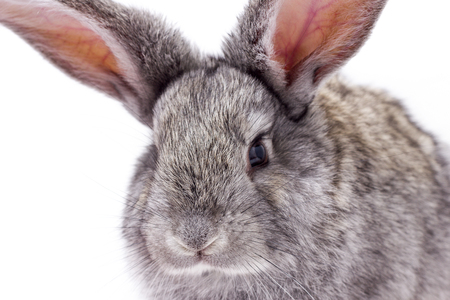 closeup head, gray fluffy rabbit, easter bunny, isolateの写真素材
