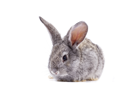 grey rabbit isolate, beautiful decorative rabbit playing rabbitの写真素材