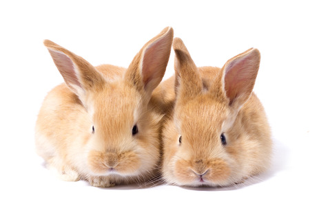 two small fluffy red bunny, isolate, Easter Bunnyの写真素材
