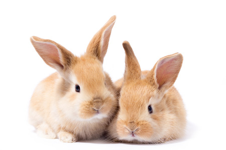 two small fluffy red bunny, isolate, Easter Bunnyの写真素材