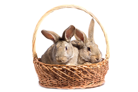 two gray fluffy bunnies in a basket, isolate, Easter bunny in a basketの写真素材