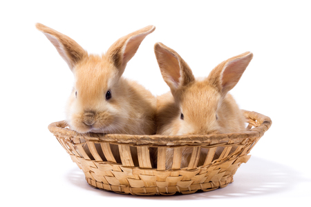 two small fluffy red rabbits in a basket, isolate, Easter bunnyの写真素材