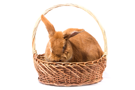 big fluffy red rabbit in a basket, isolate, Easter bunnyの写真素材