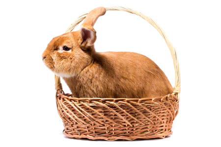 big fluffy red rabbit in a basket, isolate, Easter bunnyの写真素材