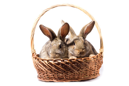 two gray fluffy bunnies in a basket, isolate, Easter bunny in a basketの写真素材