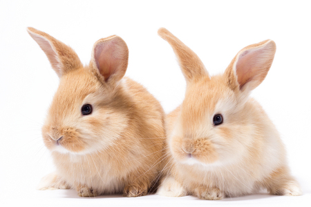 two small fluffy red bunny, isolate, Easter Bunnyの写真素材