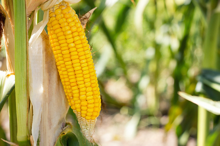 corn cob in the field ,Collect corn crop.の写真素材