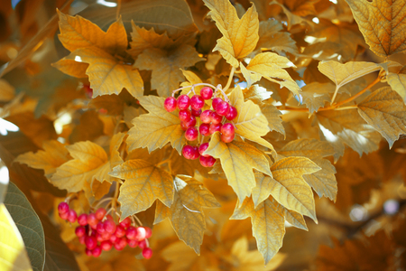 red viburnum on a yellow tree, autumn natureの写真素材