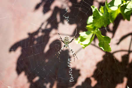 big spider close-up on a web in natureの写真素材