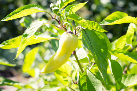 sweet pepper on a Bush, close-up, harvesting, environmentally friendly productの写真素材