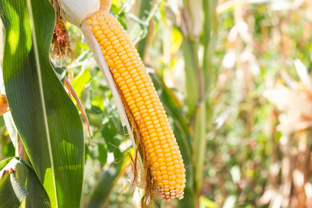 corn cob in the field ,Collect corn crop.の写真素材