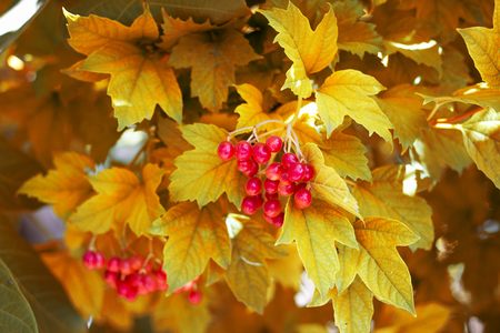 red viburnum on a yellow tree, autumn natureの写真素材