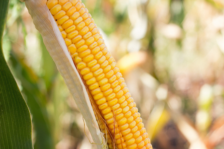 corn cob in the field ,Collect corn crop.の写真素材