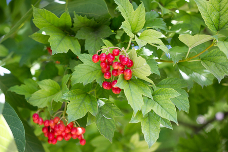 red viburnum on a tree branch of red viburnum in the garden. berries and leaves of viburnum in the fall outdoors. Bunch of red berries of viburnum on a branchの写真素材