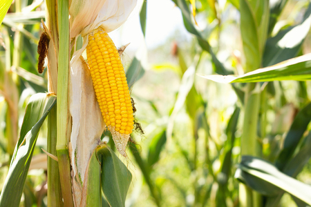 corn cob in the field ,Collect corn crop.の写真素材