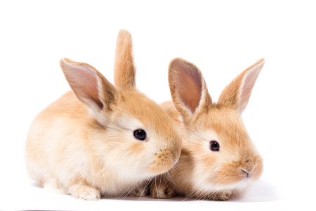 two small fluffy red bunny, isolate, Easter Bunnyの写真素材