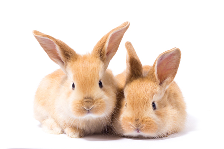 two small fluffy red bunny, isolate, Easter Bunnyの写真素材