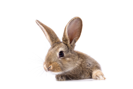 gray fluffy rabbit looking at the signboard. Isolated on white background. Easter bunnyの写真素材