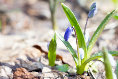 blue snowdrops, the first flower of spring, fragile blue flower. blue spring flowers with dew dropsの写真素材