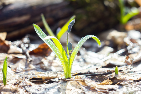 blue snowdrops, the first flower of spring, fragile blue flower. blue spring flowers with dew dropsの写真素材