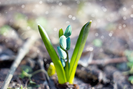 Spring flowers of snowdrop with water drops in spring forest on blue background of the sun and blurred bokeh lights, first flowers of springの写真素材