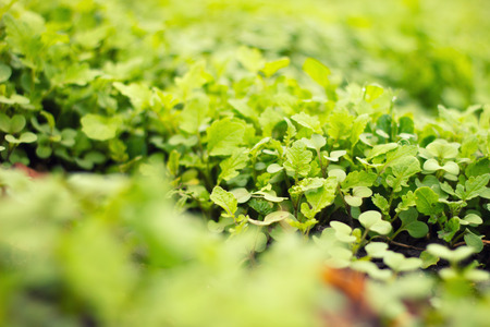 green Bush , saladの写真素材