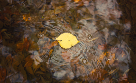 the lone leaf on the waterの写真素材