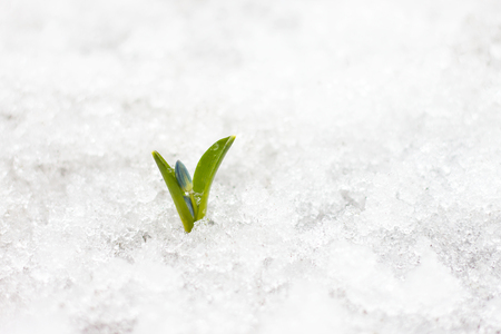 blue snowdrops, the first flower of spring, blue wildflowers in the forestの写真素材
