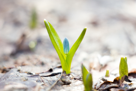 blue snowdrops, the first flower of spring, blue wildflowers in the forestの写真素材