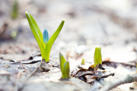 blue snowdrops, the first flower of spring, blue wildflowers in the forestの写真素材