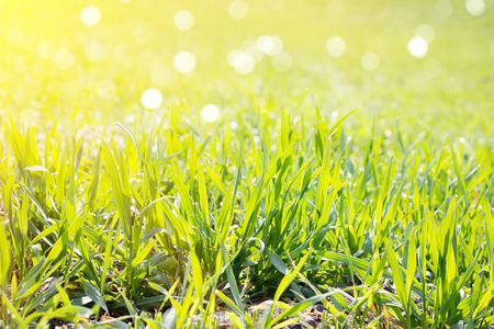 field of young green grass, closeup. Young spring grass. Field of young wheatの写真素材