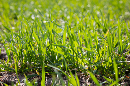 field of young green grass, closeup. Young spring grass. Field of young wheatの写真素材
