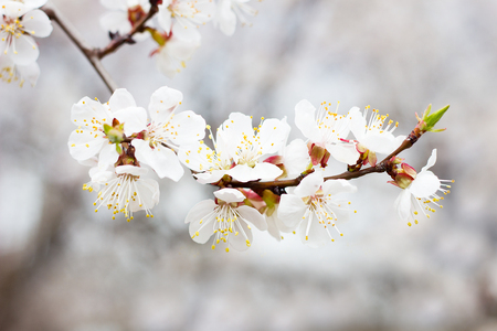 Sprigs of flowering tree in spring. Flowering Apricots, Sakura. Spring Seasonsの写真素材