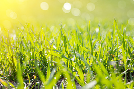 field of young green grass, closeup. Young spring grass. Field of young wheatの写真素材