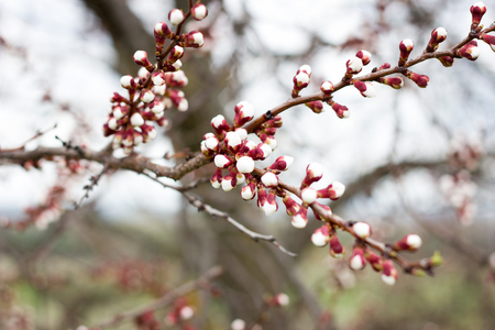 buds of a blossoming tree in spring. Flowering apricot. Sakura's budsの写真素材