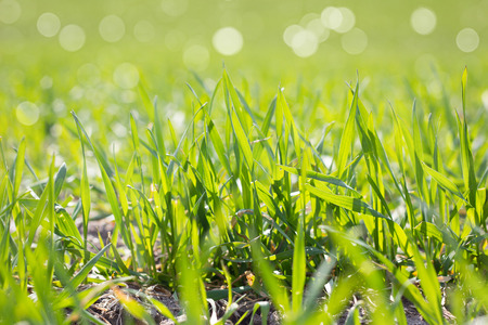 field of young green grass, closeup. Young spring grass. Field of young wheatの写真素材